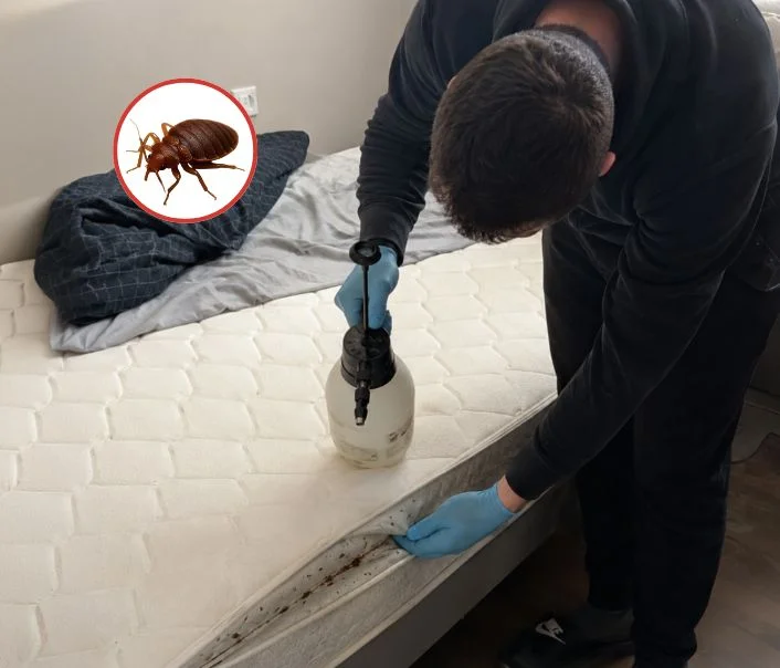 Technicien traitant un matelas contre les punaises de lit à Montreuil